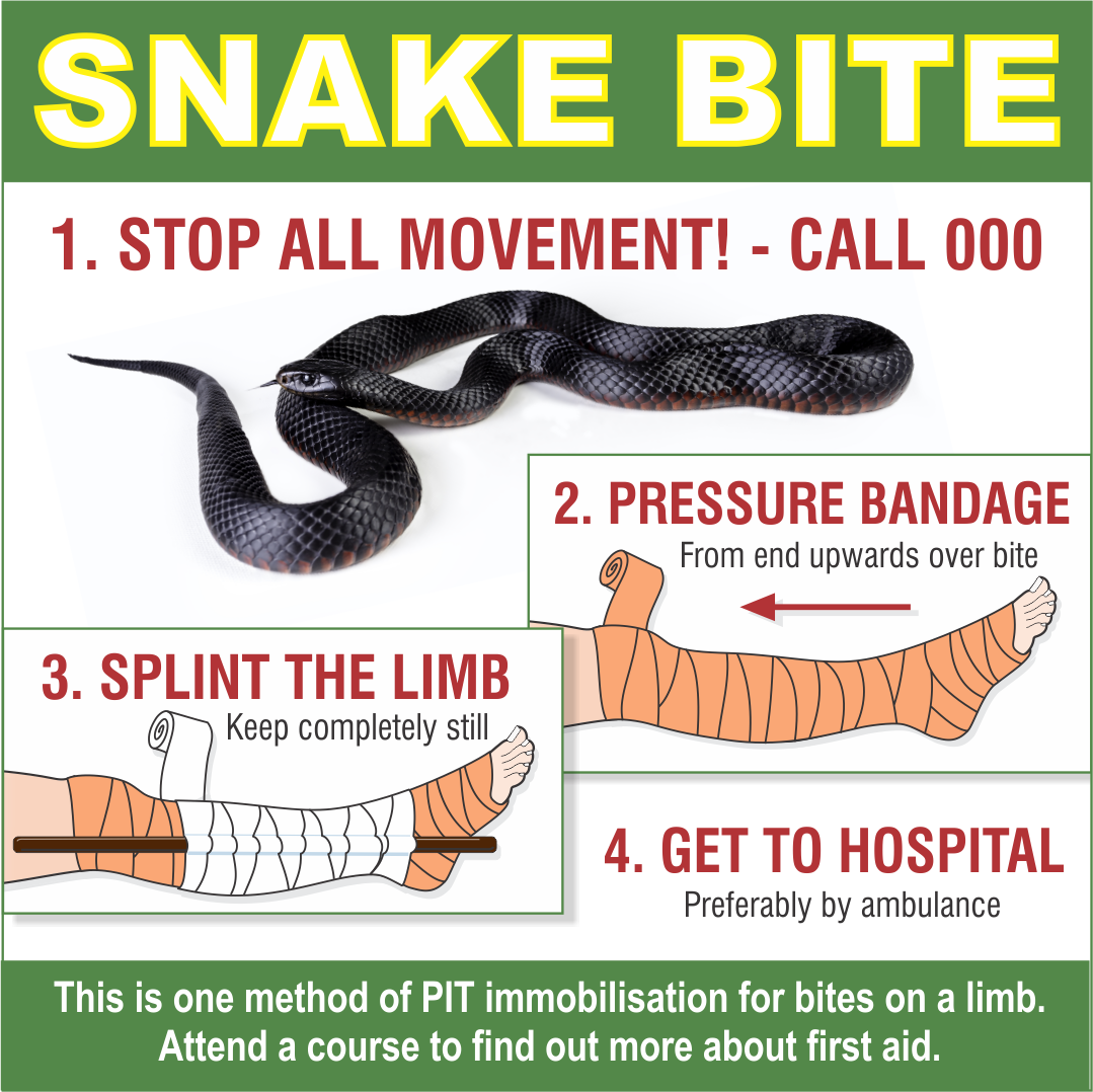 Snake bite